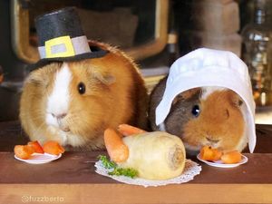 Marmut Imut Fuzzberta Ini Hobi Kulineran Seperti Food Vlogger Kece!