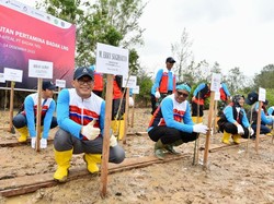 Tekan Emisi Karbon, Pertamina Genjot Penanaman Pohon Mangrove