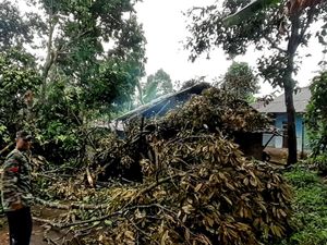 Bruk! Pohon Tumbang Timpa Rumah-Jembatan di Sukabumi
