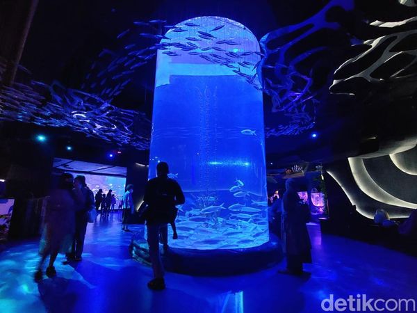 Potret: Seru-seruan di Akuarium Terbesar di Mal Jakarta