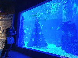 Weekend di Jakarta, Yuk Lihat Ikan di Jakarta Aquarium