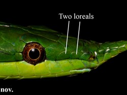 Spesies Baru Ular Badak Bertanduk Ditemukan