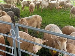 Ratusan Domba Imut di Dieng Jalani Inseminasi Buatan, Ini Tujuannya