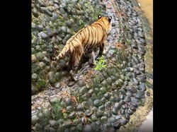 Ini Juve Si Harimau Ragunan yang Viral, Kurus atau Tidak?