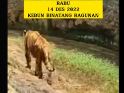 Viral Harimau Ragunan Kurus dan Berjalan Gontai, Perawatnya Buka Suara