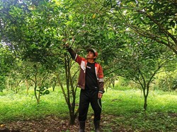 Sering Diguyur Hujan, Jeruk Petani Karangasem Rontok dan Membusuk