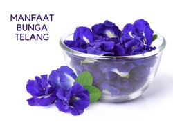 Manfaat Bunga Telang & Bahayanya, Bisa Turunkan Berat Badan Tapi Sebabkan Ini
