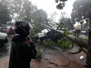 Pohon Tumbang di Subang, Timpa Mobil hingga Sebabkan Macet 6 Km Pohon Tumbang di Subang, Timpa Mobil hingga Sebabkan Macet 6 Km