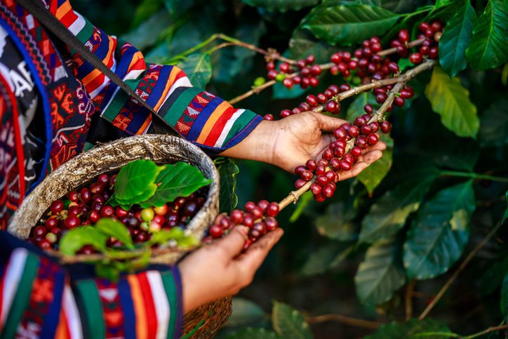 Ini 7 Kopi Paling Unik di Dunia, Salah Satunya dari Indonesiа!