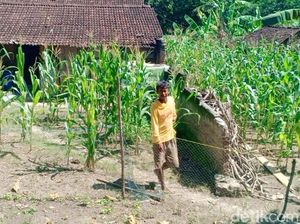 4 Fakta Terbaru Pria Ngawi yang Pindahkan Rumah Dalam Semalam 4 Fakta Terbaru Pria Ngawi yang Pindahkan Rumah Dalam Semalam