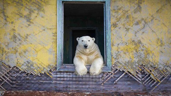 Jawara Kontes Foto Alam Liar yang Menyihir Mata