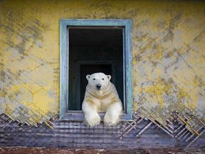 Jawara Kontes Foto Alam Liar yang Menyihir Mata