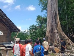 Cerita Blandong soal Penebangan Pohon Randu Alas Berusia 3 Abad di Klaten