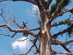 Penampakan Pohon Randu Alas 3 Abad di Klaten Usai Dipangkas