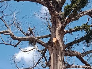 Pangkas Pohon Randu Alas Raksasa di Klaten, Warga Patungan-Potong Ayam Pangkas Pohon Randu Alas Raksasa di Klaten, Warga Patungan-Potong Ayam