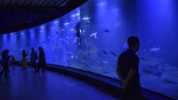 Wisata Edukasi Biota Laut di Akuarium Indonesia Pangandaran