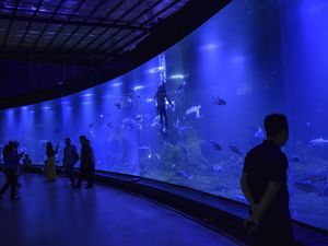 Wisata Edukasi Biota Laut di Akuarium Indonesia Pangandaran