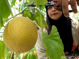 Sensasi Wisata Petik Buah Melon di Pusat Kota Tasikmalaya Sensasi Wisata Petik Buah Melon di Pusat Kota Tasikmalaya