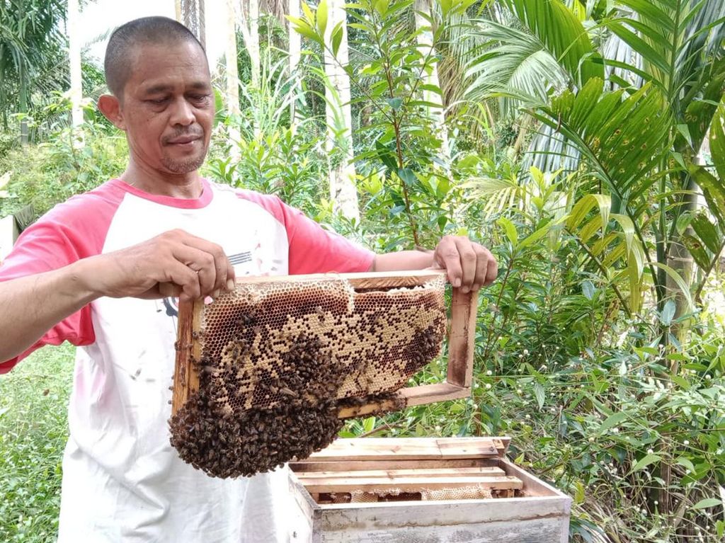 Melihat Terapi Unik dengan Sengatan Lebah di Asahan