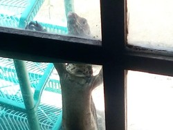 Nongol di Jendela tapi Bukan Tamu, 2 Biawak Ditangkap Damkar Jaktim
