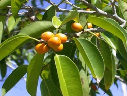 Mengenal Buah Badung Bali yang Mulai Langka Keberadaannya