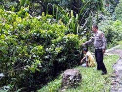 Tak Kuat Menanjak, Pikap Terjun ke Jurang di Sukabumi