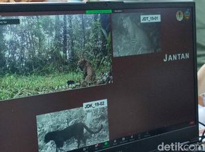 5 Macan Tutul Terpantau di Gunung Sawal Ciamis, Ini Penampakannya 5 Macan Tutul Terpantau di Gunung Sawal Ciamis, Ini Penampakannya