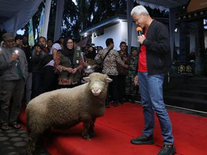 Peternak-Perguruan Tinggi Kolaborasi Kembangkan Domba Batur di Dieng Peternak-Perguruan Tinggi Kolaborasi Kembangkan Domba Batur di Dieng