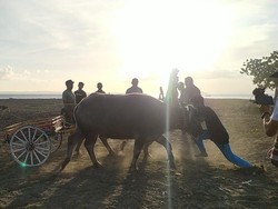 Rampung, Lintasan Makepung di Sirkuit All In One Jembrana Diuji Coba