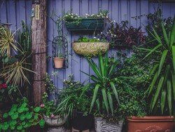 Vertical Garden Adalah: Kelebihan, Kekurangan, dan Cara Membuatnya