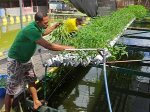 WBP Rutan Negara Panen 3 Kwintal Sayur Hijau dan 50 Kilogram Kangkung WBP Rutan Negara Panen 3 Kwintal Sayur Hijau dan 50 Kilogram Kangkung