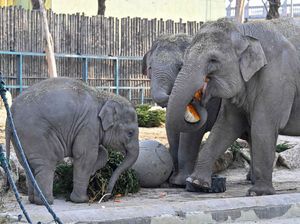 15 Nama Hewan dalam Bahasa Bali dan Bahasa Halusnya