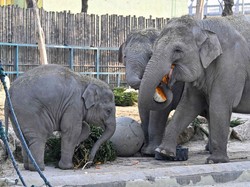 15 Nama Hewan dalam Bahasa Bali dan Bahasa Halusnya