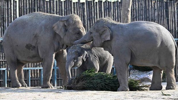 One-and-half-year-old Asian male baby elephant Samu and its mother 21 year-old elephant Angele inspect a Christmas tree at the exterior enclosure of the elephants' house at the Budapest Zoo and Botanical Garden on December 19, 2022. - Zoo keepers decorated the Christmas trees with vegetables and fruits. (Photo by Attila KISBENEDEK / AFP) (Photo by ATTILA KISBENEDEK/AFP via Getty Images)
