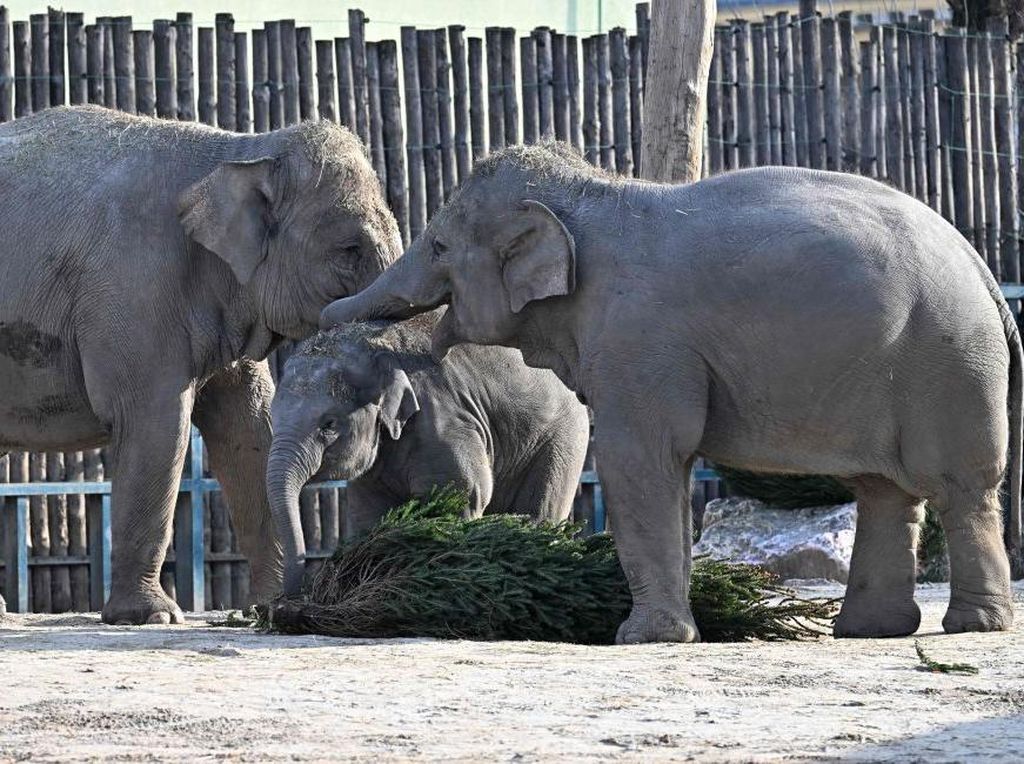 Mengapa Gajah Bisa Mengingat dengan Baik? Begini Penjelasannya Mengapa Gajah Bisa Mengingat dengan Baik? Begini Penjelasannya
