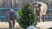 Potret Keluarga Gajah Bermain dengan Pohon Natal, Lucunya!