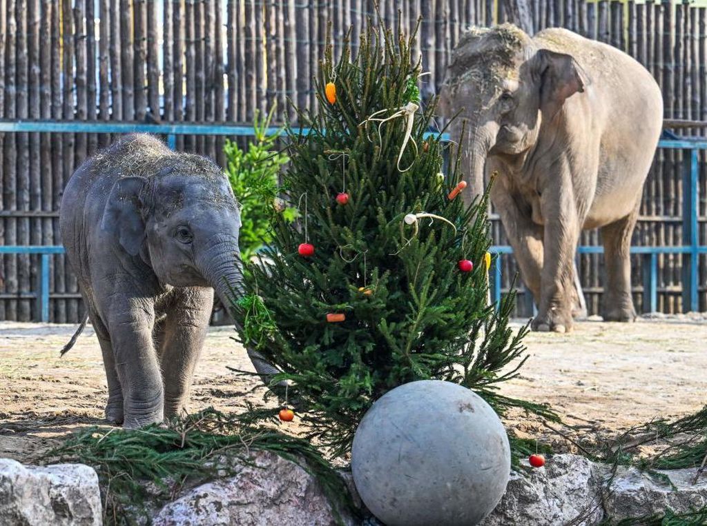 Potret Keluarga Gajah Bermain dengan Pohon Natal, Lucunya!