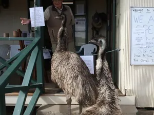 Suka Bikin Onar, Pasangan Burung Emu Ini Dibenci Pemilik Bar