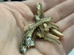 Camilan Kacang Almond Dicampur Ikan Teri Utuh, Mau Coba?