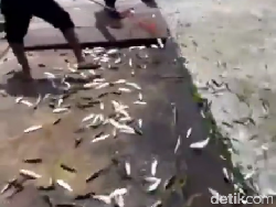Viral Ikan-ikan Lompat dari Laut ke Pantai Pulau Bidadari, Ini Penjelasannya