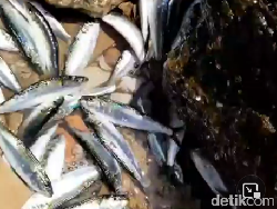 Berapa Lama Ikan Bisa Hidup di Luar Air?