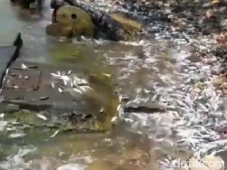 Pemprov DKI Teliti Penyebab Ikan-ikan Loncat ke Daratan Pulau Bidadari