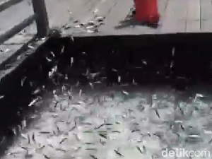 Pemprov DKI Ungkap Penyebab Ikan-ikan Loncat dari Laut ke Tepi Pulau Bidadari Pemprov DKI Ungkap Penyebab Ikan-ikan Loncat dari Laut ke Tepi Pulau Bidadari