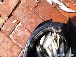 Viral! Ikan-ikan Laut Kembali Melompat ke Daratan di Jakut