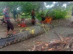 Populer Sepekan: Buaya Muara Raksasa-Pria Tewas Usai Indehoi Populer Sepekan: Buaya Muara Raksasa-Pria Tewas Usai Indehoi