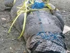 Buaya Berbobot 600 Kg Ditangkap di Kupang, Kerap Mangsa Sapi Warga Buaya Berbobot 600 Kg Ditangkap di Kupang, Kerap Mangsa Sapi Warga