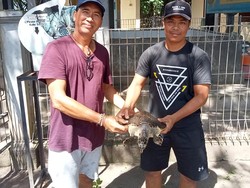 Kasihan! Penyu yang Terancam Punah Terjerat Jaring Nelayan di Jembrana