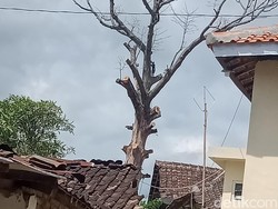 Kisah Randu Alas berusia 3 Abad Tetenger Desa di Klaten