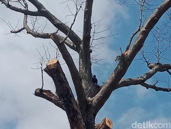 Cerita tentang Pohon Randu Alas Raksasa Berusia 3 Abad di Klaten