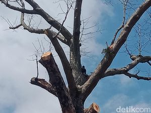Cerita tentang Pohon Randu Alas Raksasa Berusia 3 Abad di Klaten Cerita tentang Pohon Randu Alas Raksasa Berusia 3 Abad di Klaten